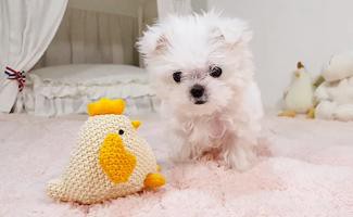 teacup-maltese