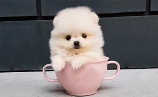 teacup-pomeranians