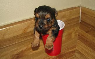 teacup-yorkie