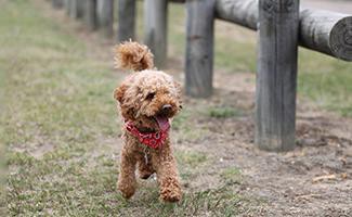 toy-poodle