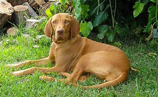 vizla