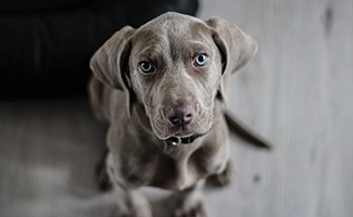 weimaraner