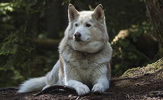 Wolf Dog