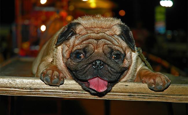 famous-dogs-with-down-syndrome