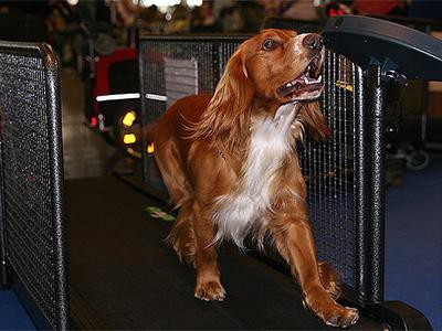 treadmills-for-dogs