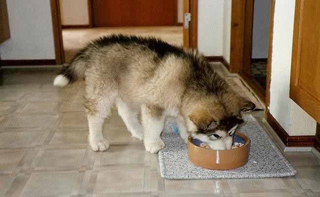 best-dog-food-for-siberian-huskies