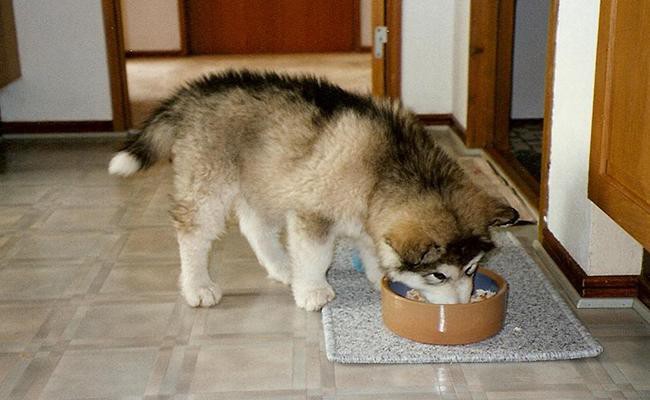 how much should i feed a husky puppy