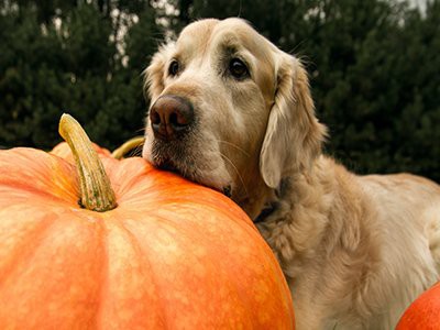 dog-eat-canned-pumpkin
