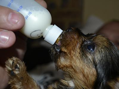 dogs-drink-milk