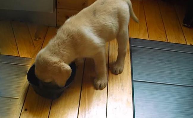 best-food-for-labrador-puppies
