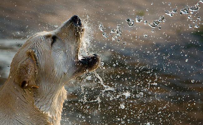 feeding-water-to-labrador