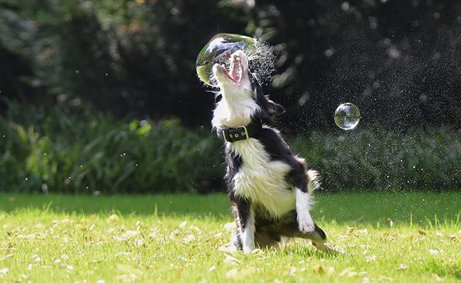 bubble-chase-dog-games