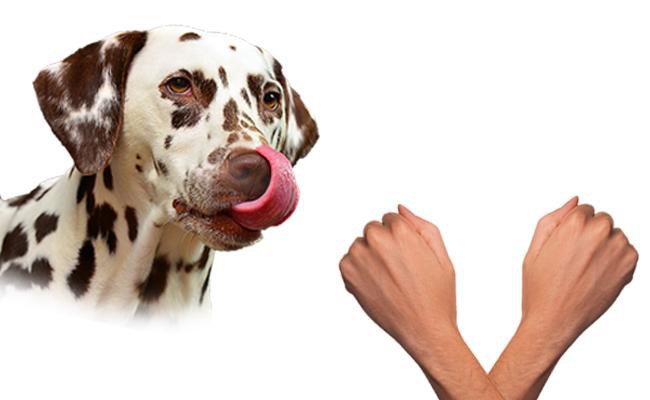 pick-the-correct-hand-dog-games