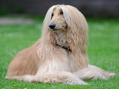 afghan-hound-dog-grooming