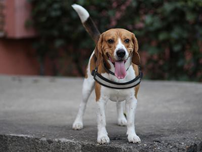 beagle-dog-grooming