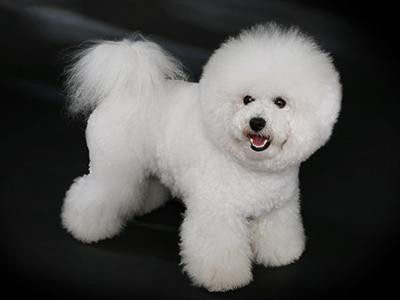 bichon-frise-dog-grooming