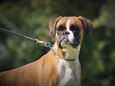 boxer-dog-grooming