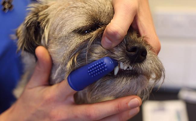 brush-teeth-dog-grooming