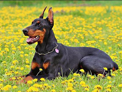 doberman-pinscher-dog-grooming