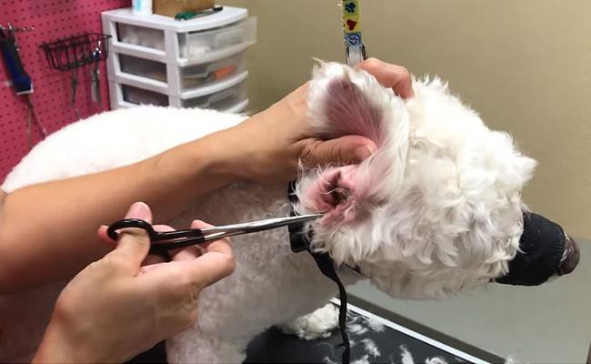 ear-care-dog-grooming