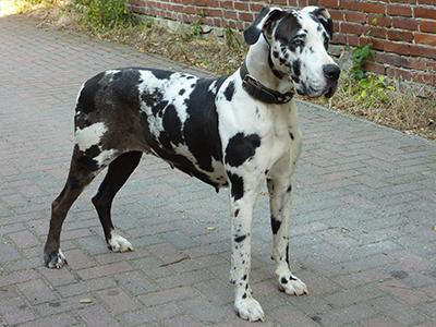 great-dane-dog-grooming