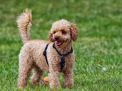 poodle-dog-grooming