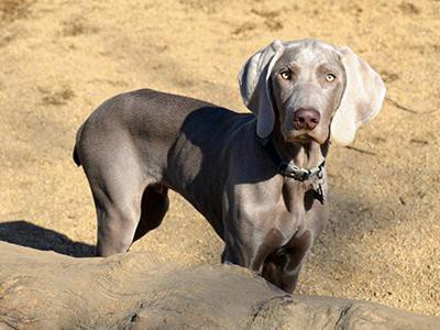 weimaraner-dog-grooming