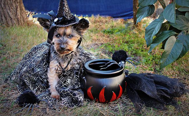 halloween-dog-jokes