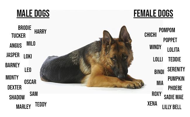 giant breed dog names