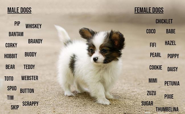 100 Best Dog Names For Your Lovely Canines - Petmoo
