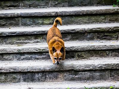 fear-of-going-up-or-down-stairs