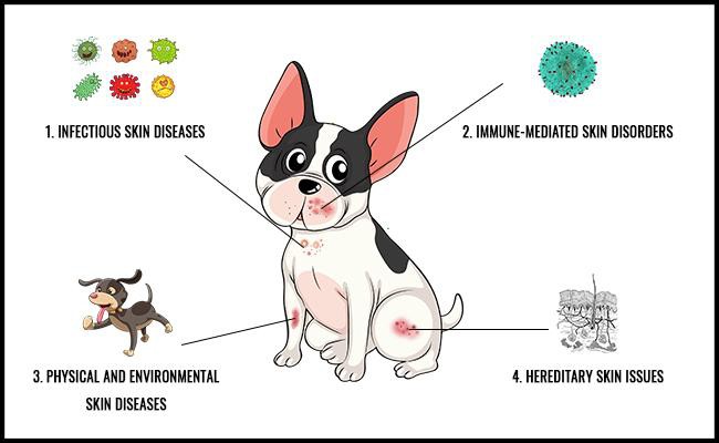 what-are-the-types-of-skin-diseases-in-dogs