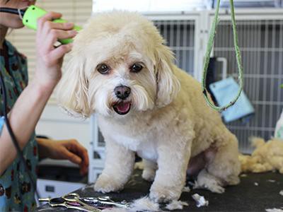 less-stress-at-the-groomer