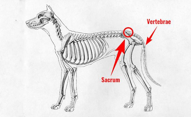 Dog Tail Anatomy
