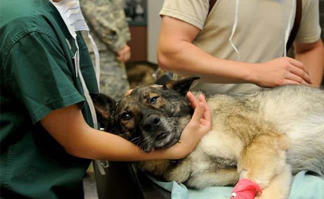 benefits-and-risks-of-dental-cleaning-in-dogs