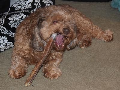 bully-sticks