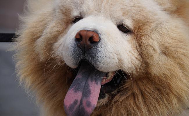 a-panting-dog-with-a-blue-tongue