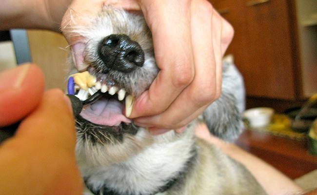 clean-dogs-tongue - Dog Tongue