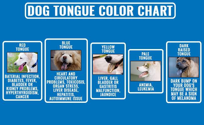 Dog Tongue 10 Must Know Facts About The Dogs Health Checker Petmoo