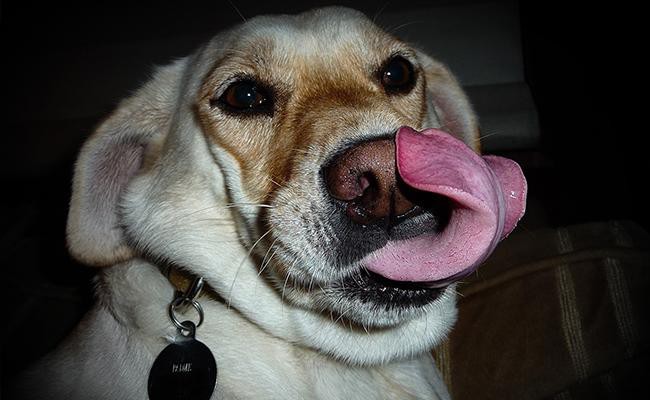 dogs-tongue-antiseptic