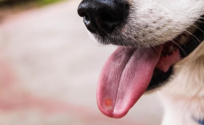 dogs-tongue-ulcer - Dog Tongue