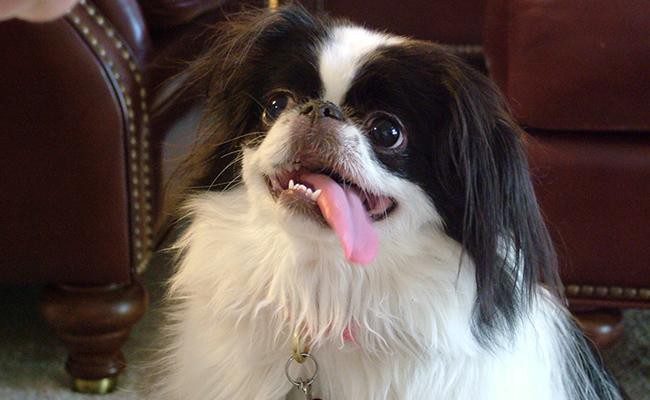 hanging-tongue-syndrome - Dog Tongue