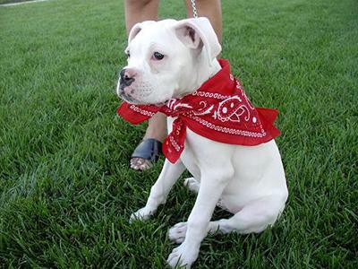 bandanas