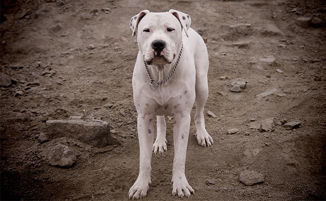 dogo-argentino-breed-characteristics-sheet