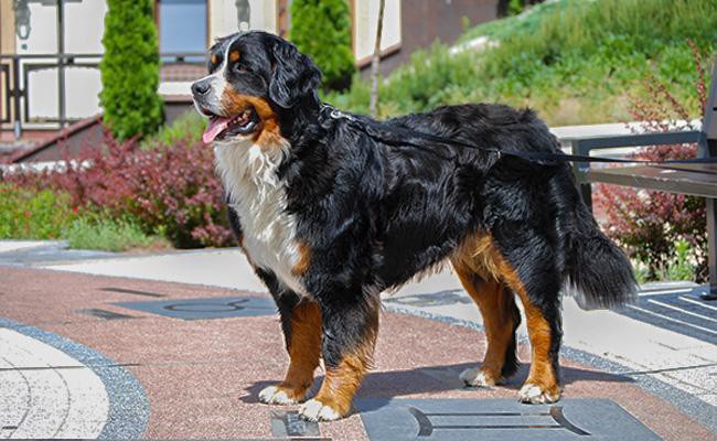 shaved bernese mountain dog