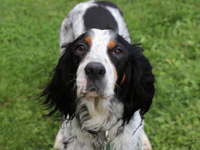 english-setter-deafness