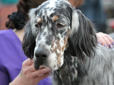 english-setter-hypothyroidism