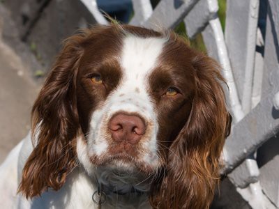 english-springer-ear-infections