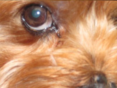 english-springer-retinal-dysplasia