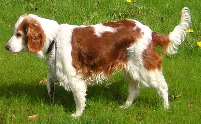 english springer spaniel with tail